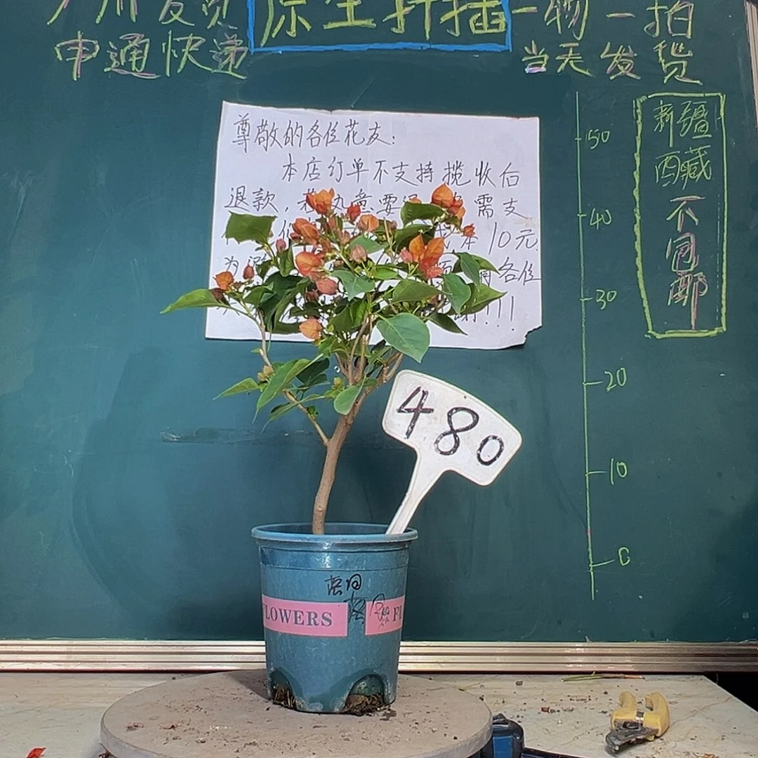 当前无花栽培后可以开花落日480