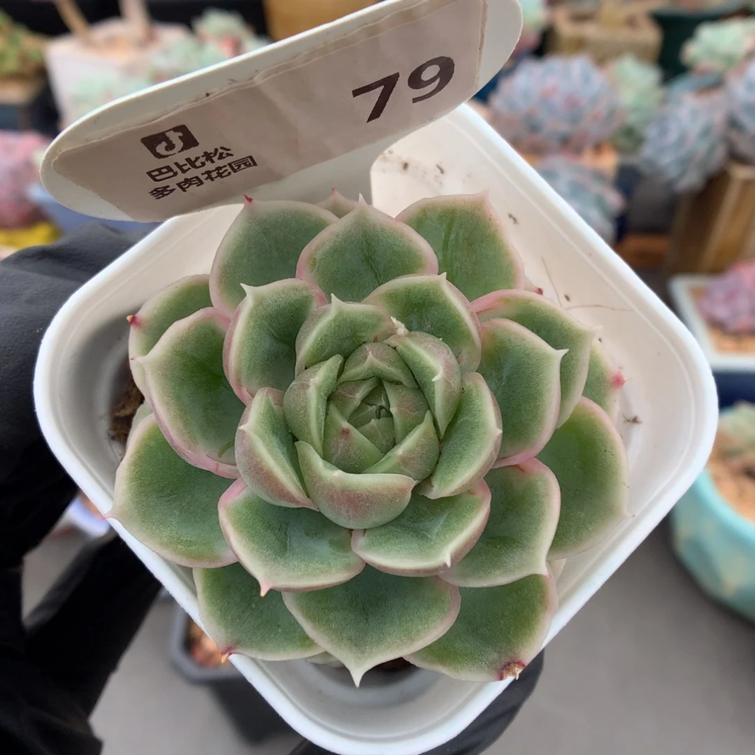 79 水晶虾饺多肉