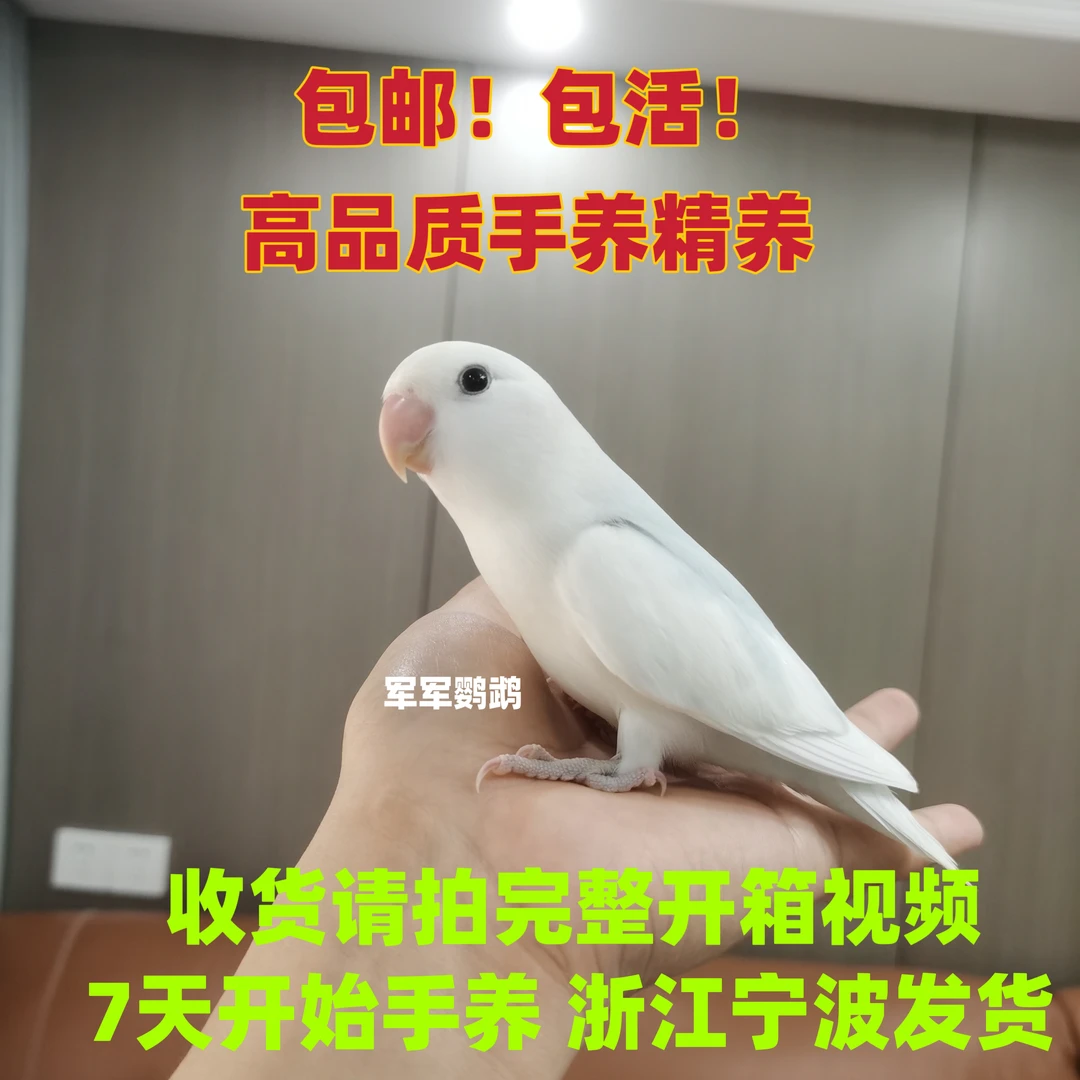 活体鹦鹉 高品质手养牡丹鹦鹉(一鸟一拍）