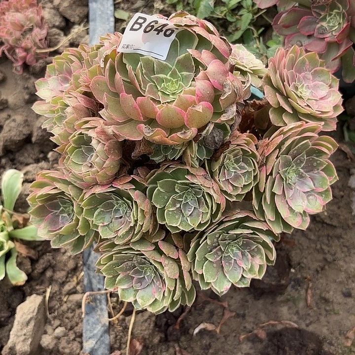 婉***粉花妖8-14-646便宜不包邮