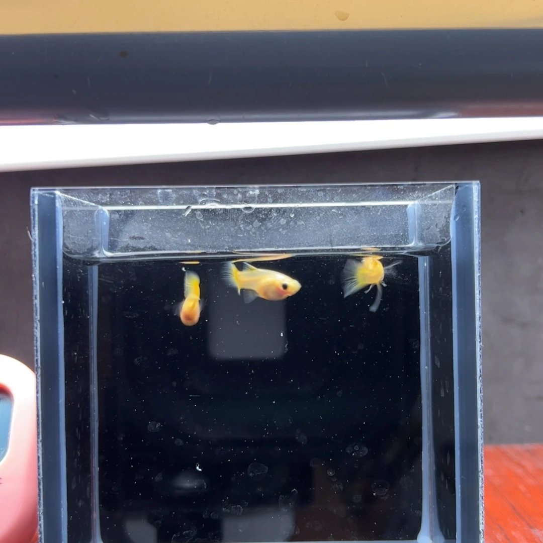 马***疼孔雀鱼黄金玻璃猫大c