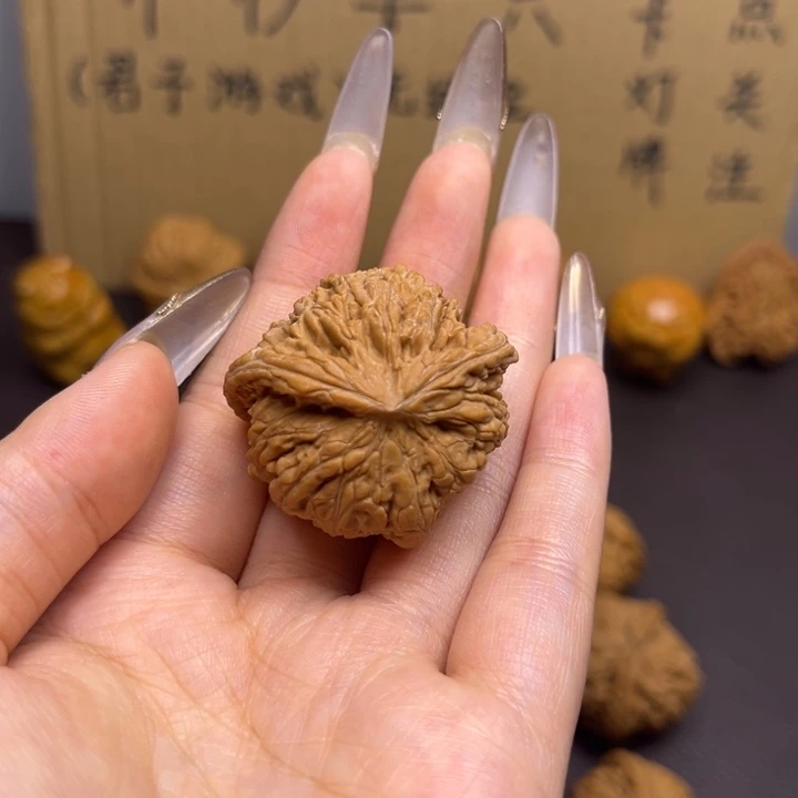 鸿***菩提籽类密纹蛇单只异型有瑕