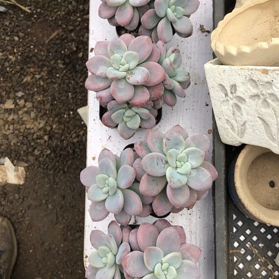 4颗精品洛神！洛神多肉