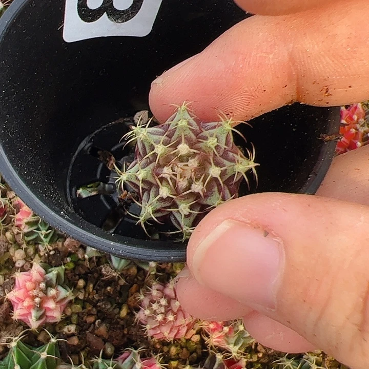 ****匆当前无花栽培后可以开花857