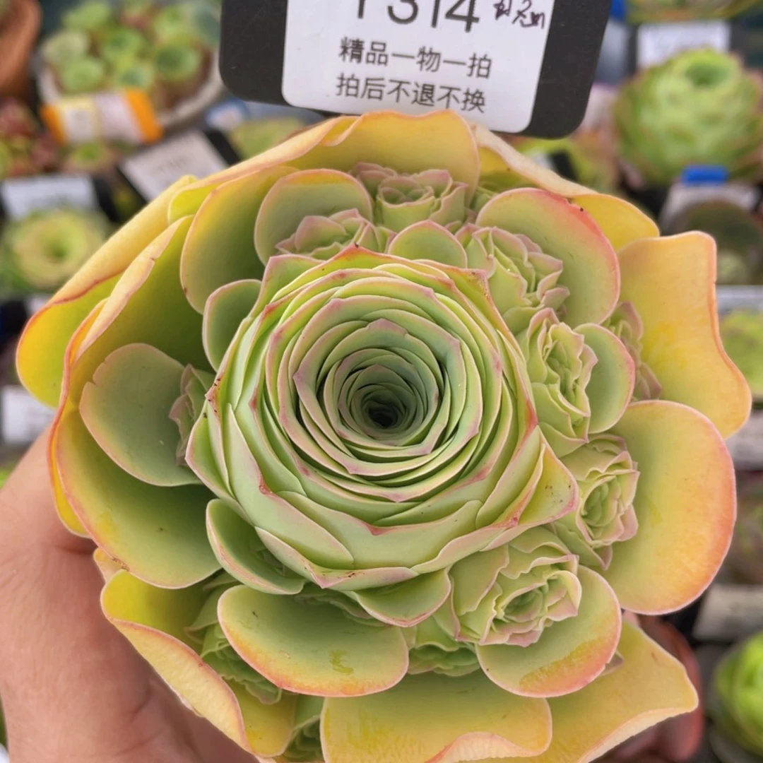 昔念新年福利314一物一拍