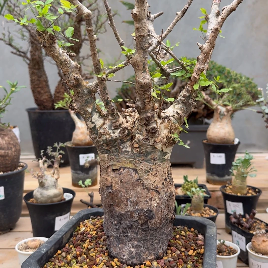 604汗巴提橄榄块根植物