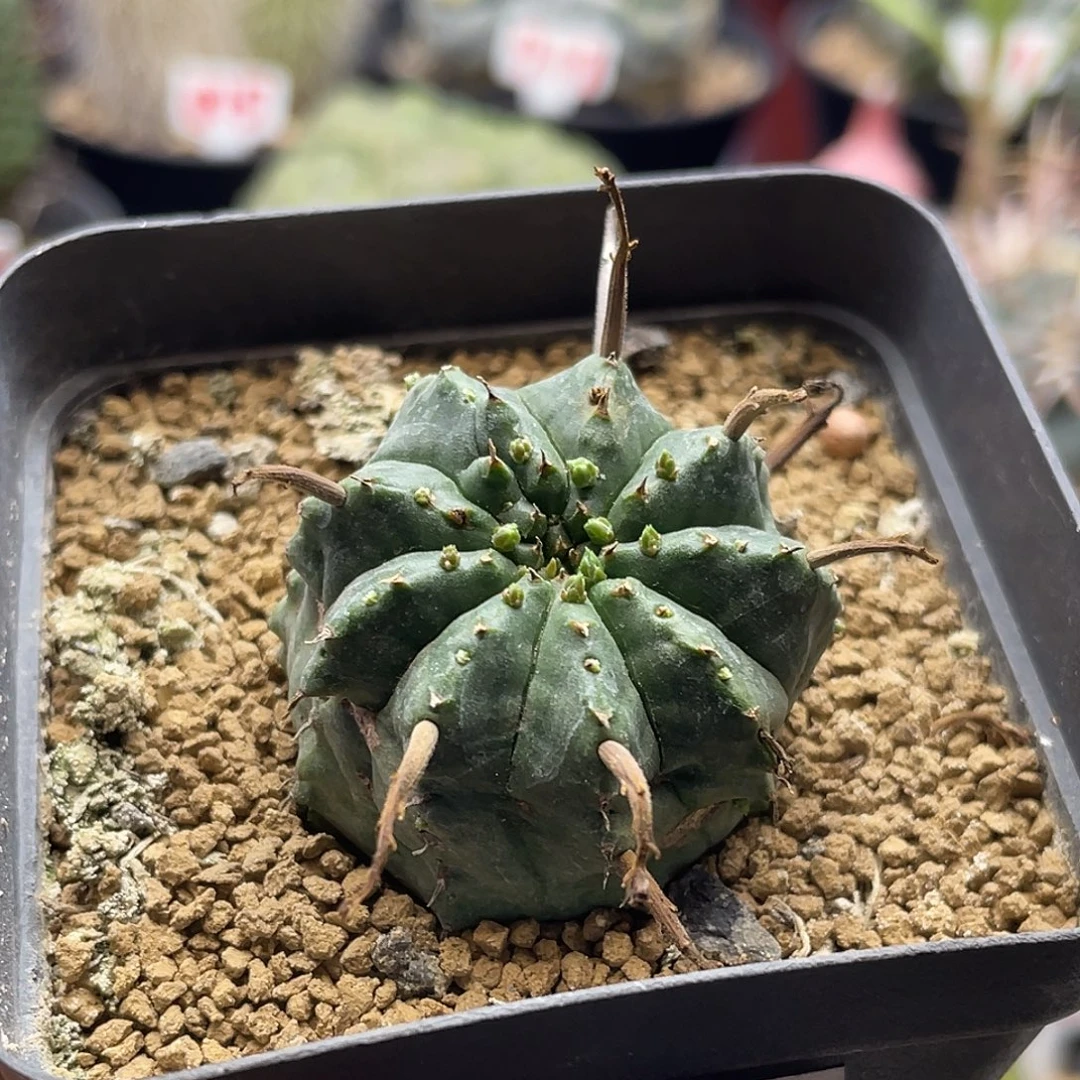 狂刺法丽达仙人球