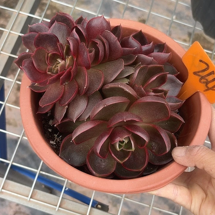晨语多肉，一物一拍264红灯