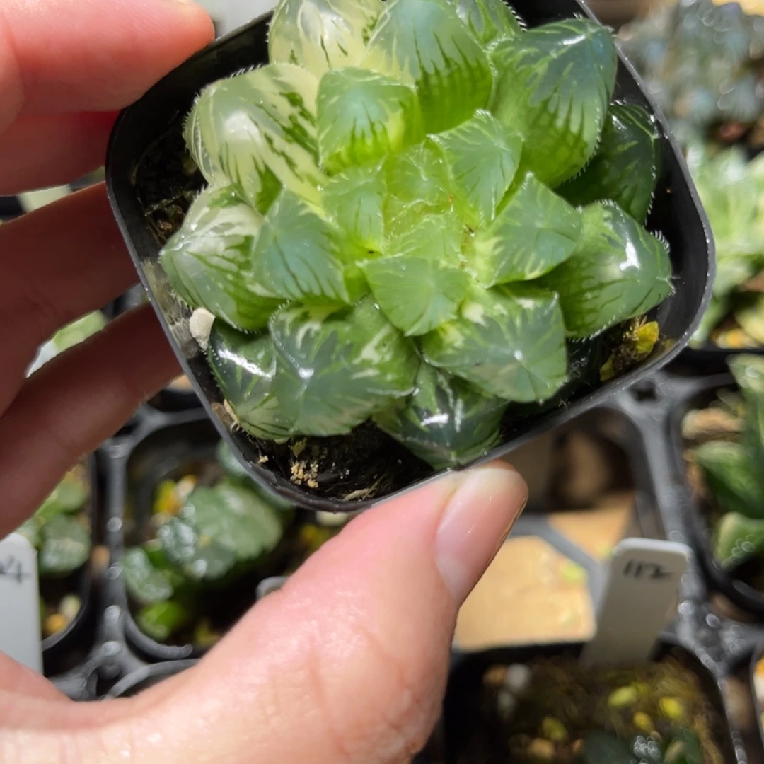 113夏沫玉露锦一物一拍