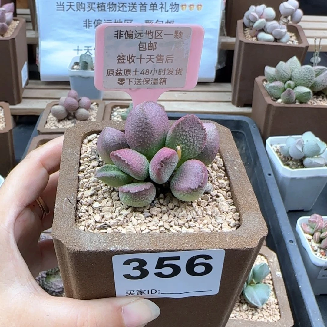 356赛猪肝多肉植物