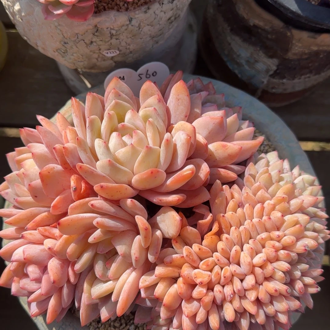 叶植庭多肉：橙梦露缀