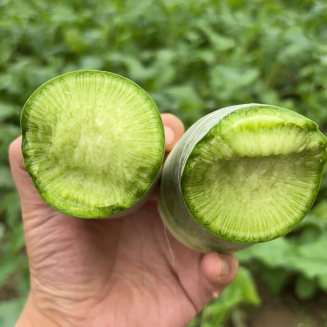 水果萝卜 固始萝卜老家农家萝卜固始