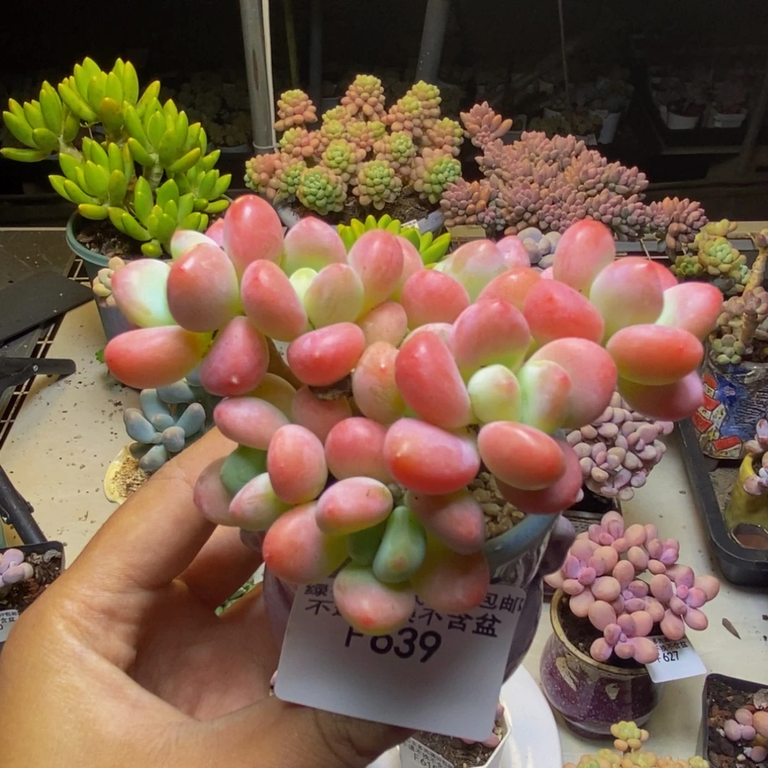 639橘子香水多肉6cm