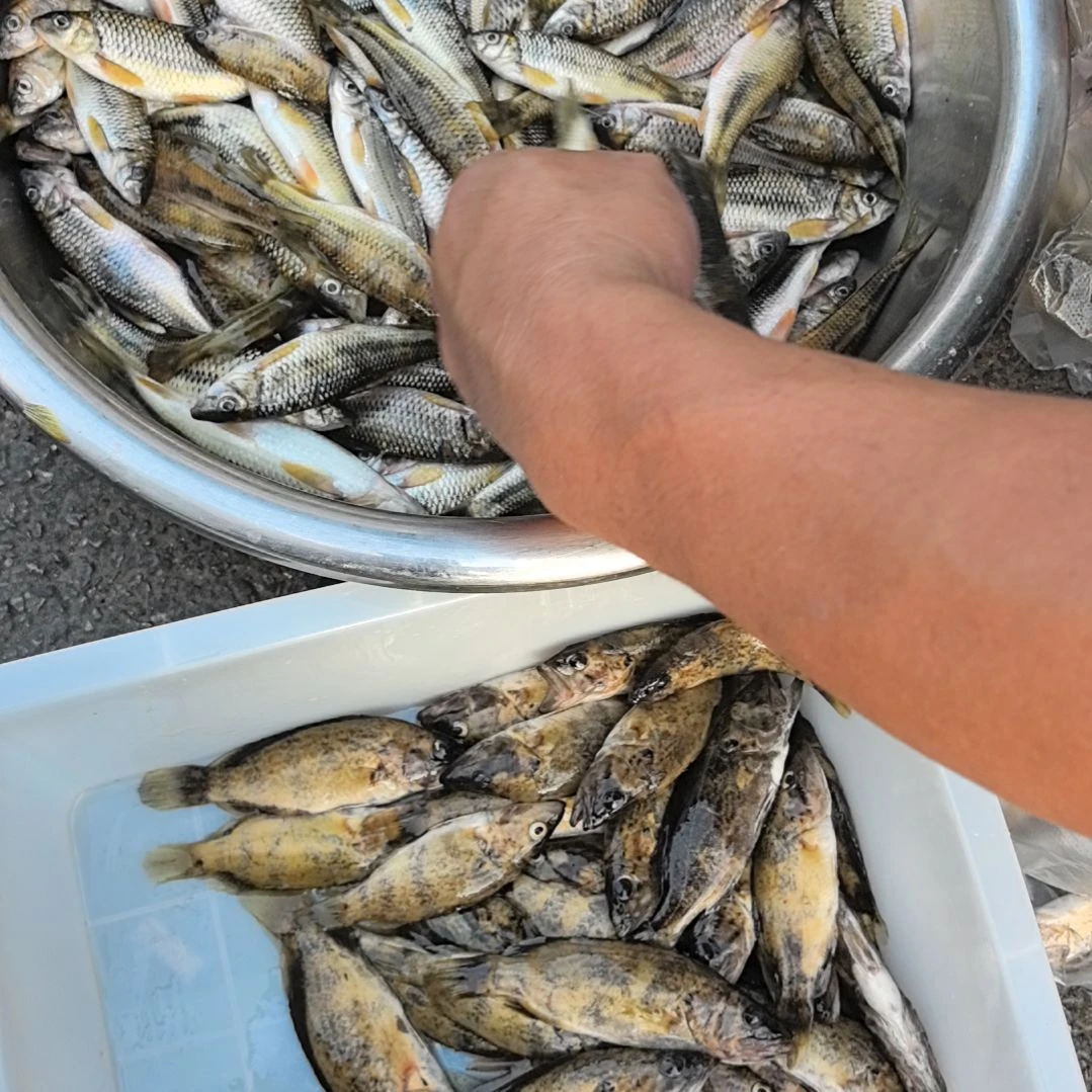36天中国大陆食用农产品石台小李石班鱼桂鱼