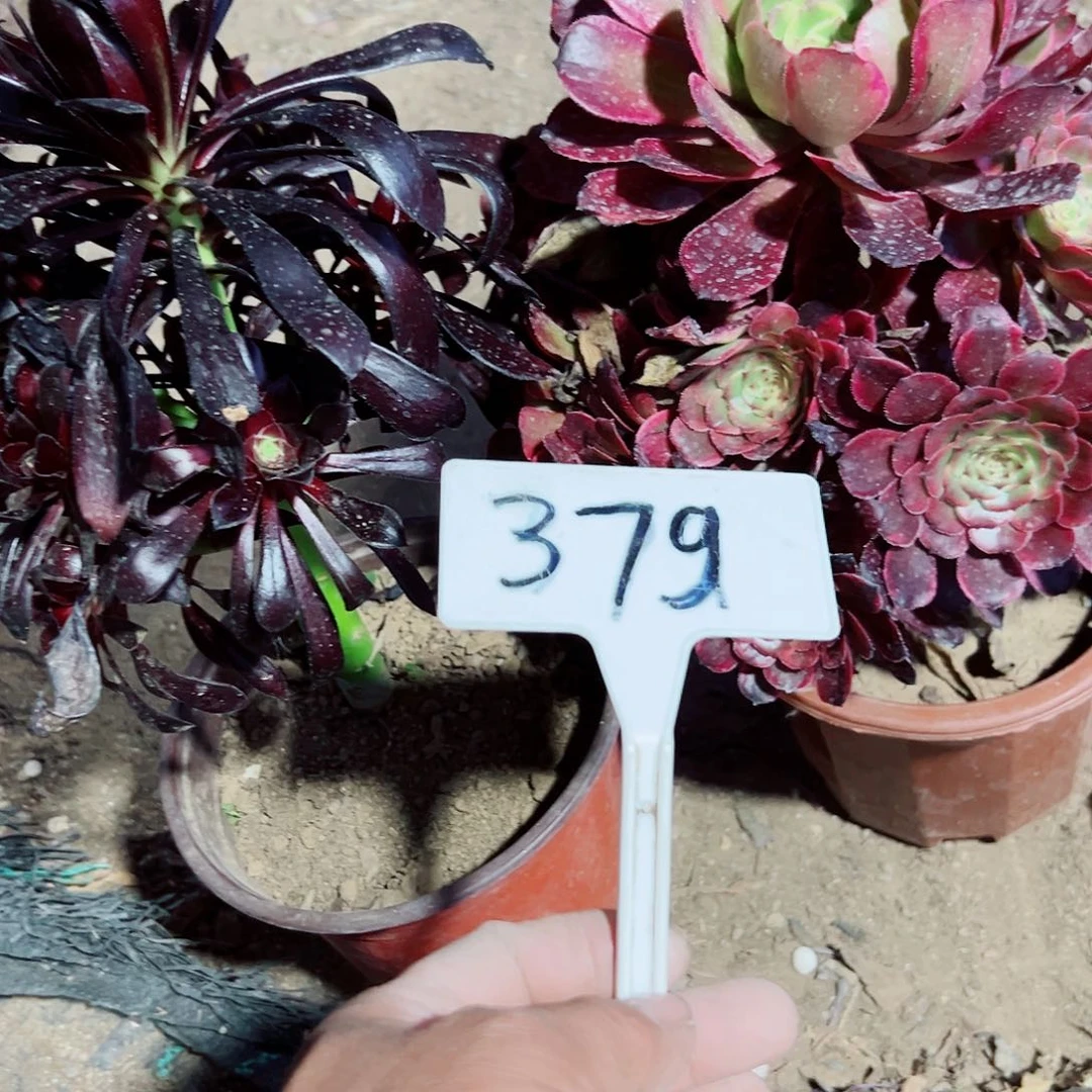 爱*正多肉植物组合2个