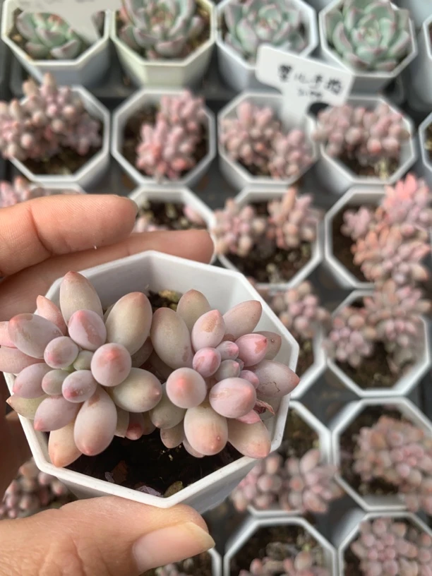 精品婴儿手指多肉植物