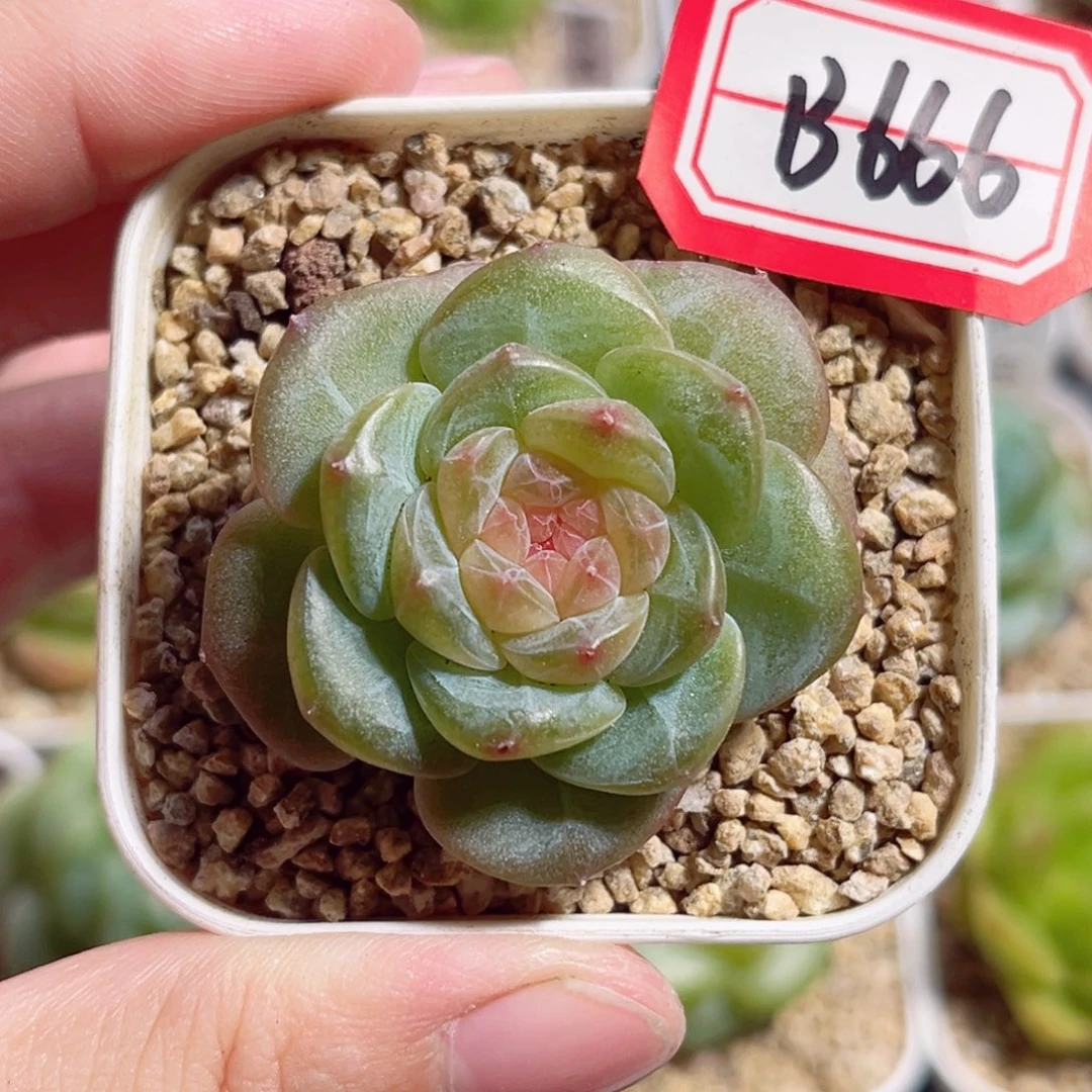 B666 一物一拍 精选珍妮