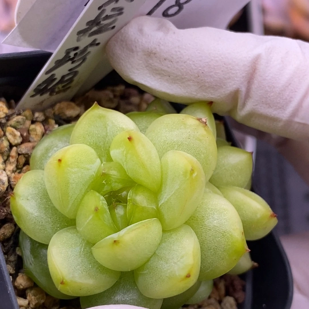 【闪购商品】16-18莱拉