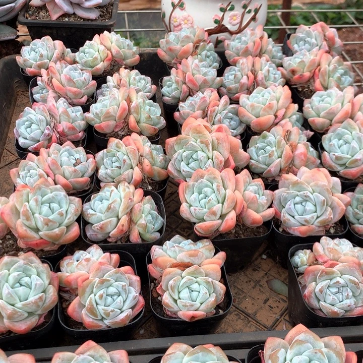 双头暗纹冰玉3颗带盆土两单包邮