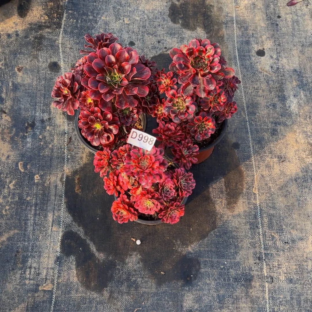 清***韵无花朵红铜白美杜莎香奈儿998