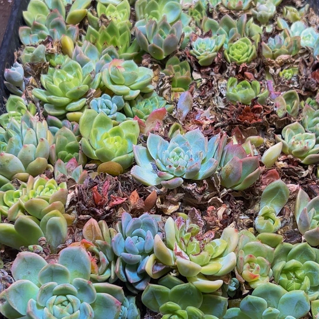 844多肉葡萄的价格是多少啊哈哈笑