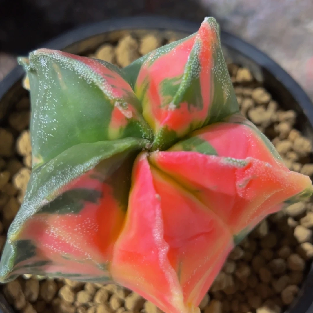 飘*m飘云专拍带盆