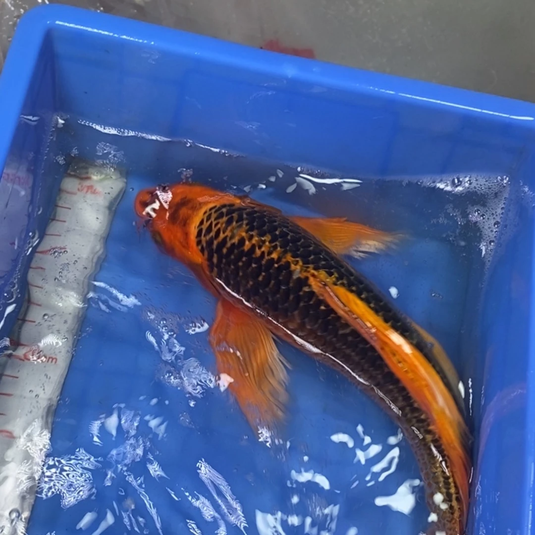 锦鲤冷水锦鲤包邮