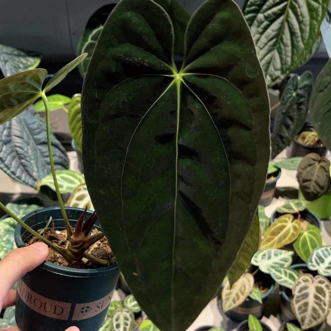 完全开放加通湖papi