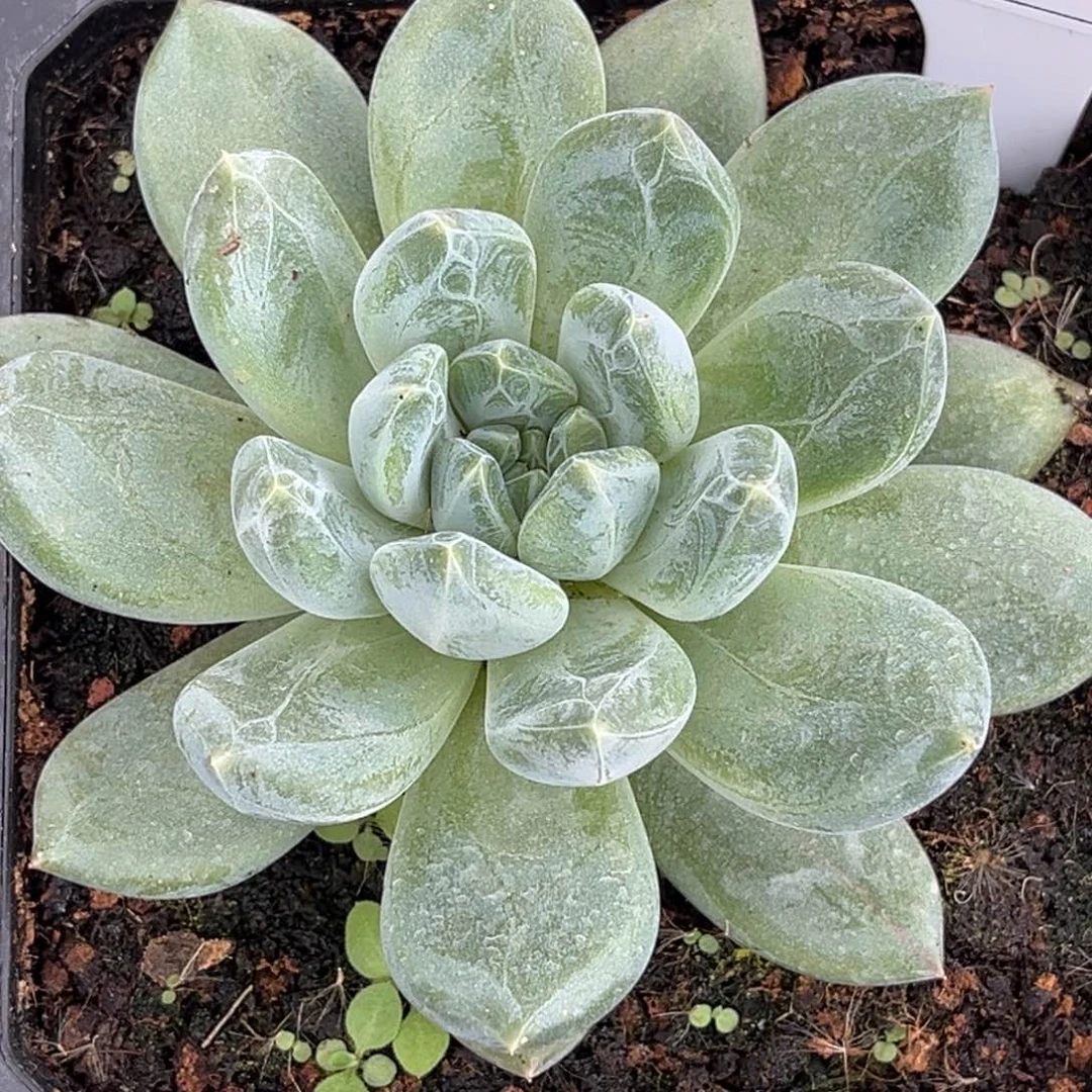 美人系优选多肉植物551