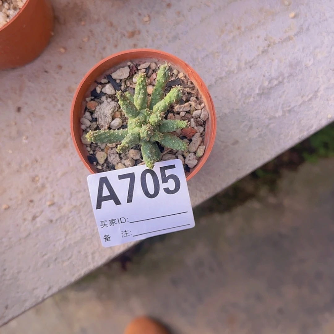 【闪购商品】G**y块根植物