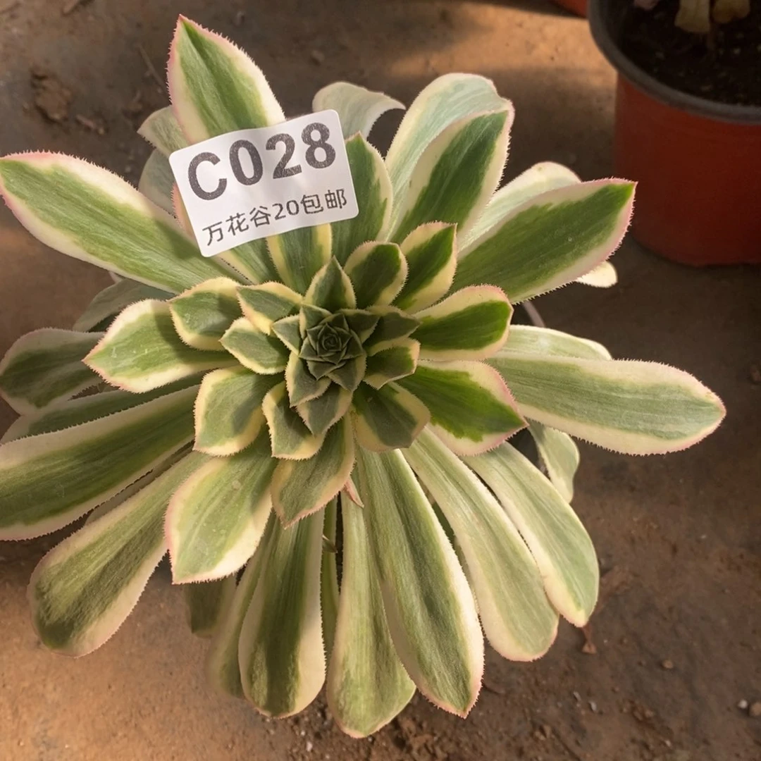 028保时捷多肉植物