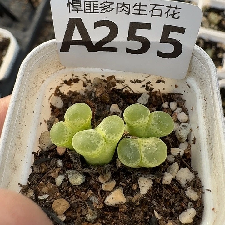 255多肉植物多肉植物