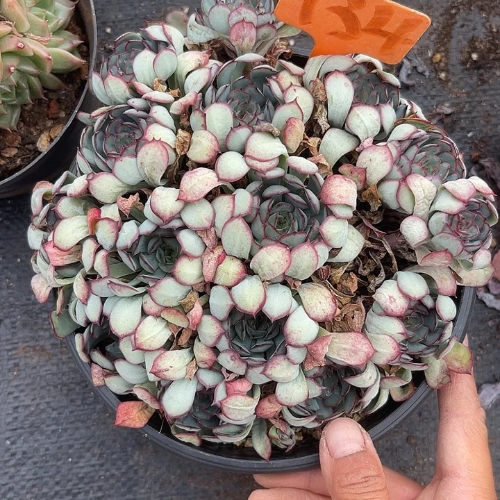 晨语多肉一物一拍红花女王134