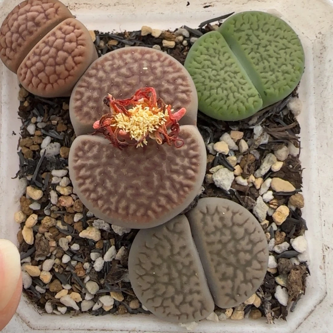 11.17。萌肉清盒福利。8027