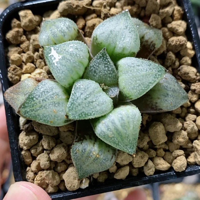 【闪购商品】28实生寿
