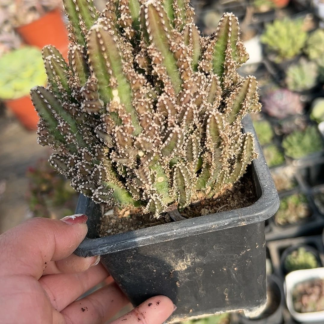 多肉植物万重山群