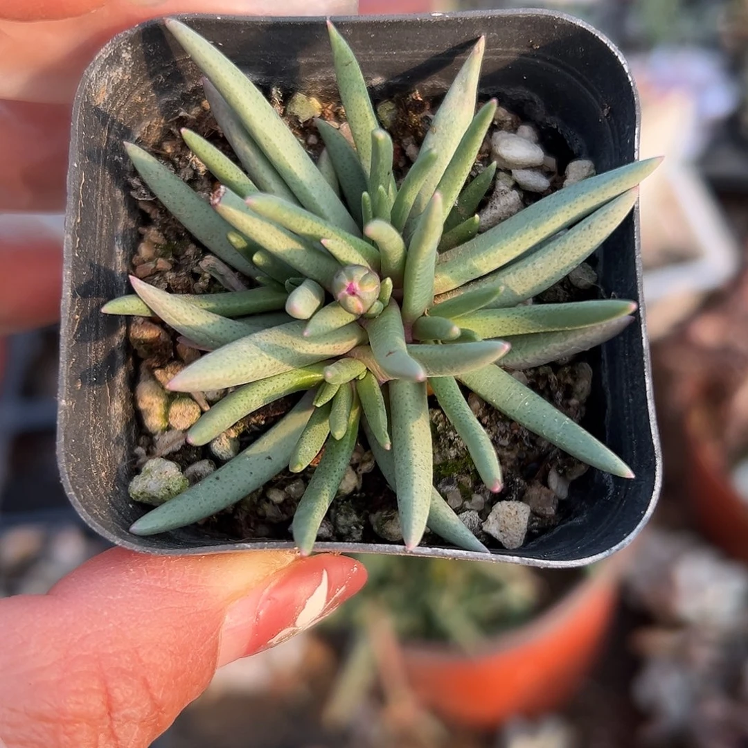 多肉植物短叶美杜莎