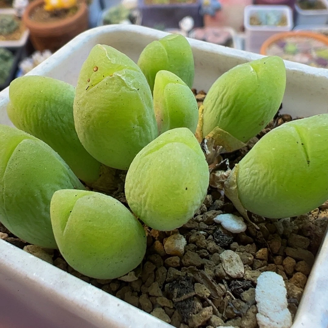 251多肉植物百科植物