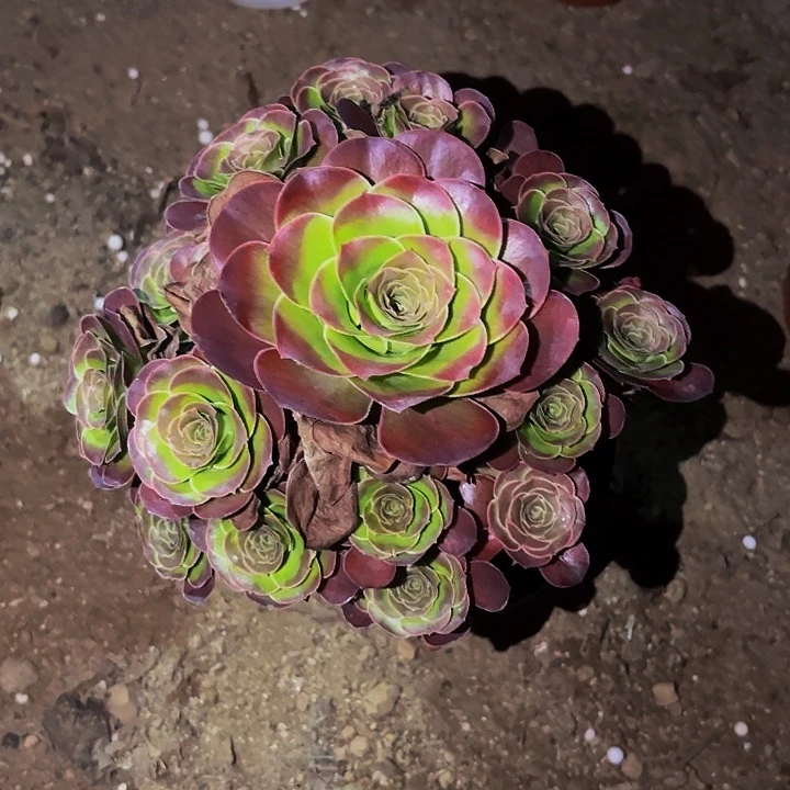 魅金多肉植物不售后量拍