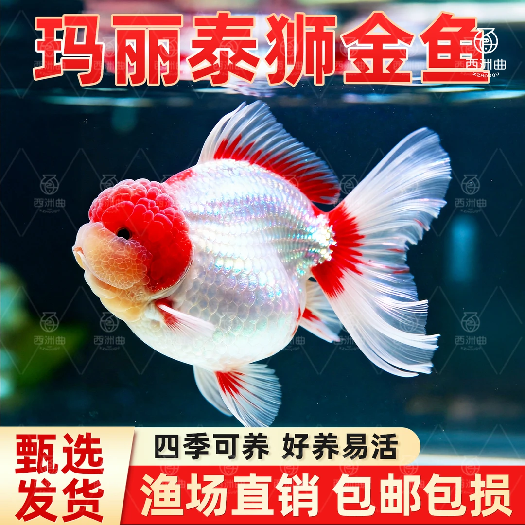 金鱼观赏鱼耐活鱼宠物小鱼苗兰寿金鱼冷水鱼泰狮金鱼蝶尾淡水鱼