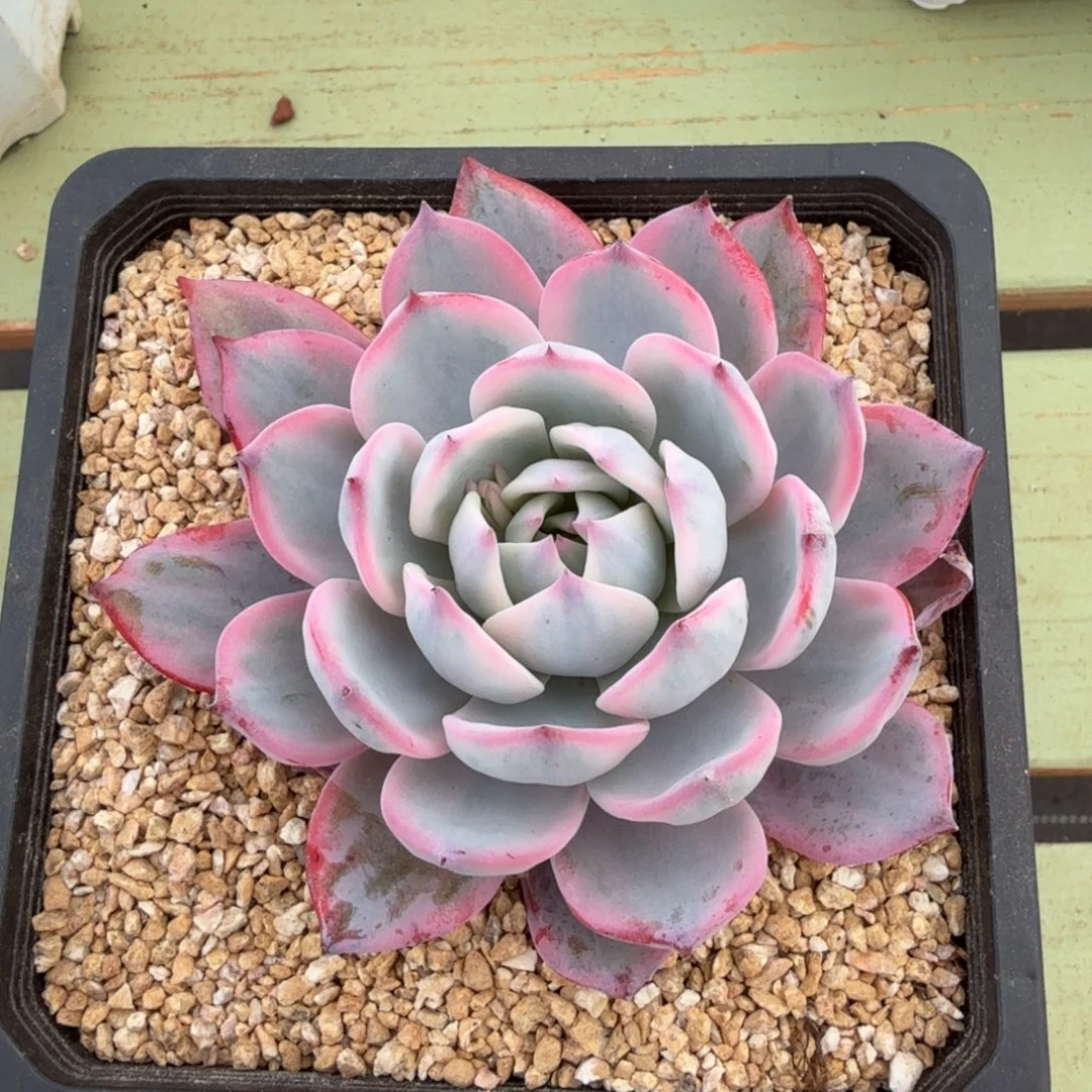 劳伦斯锦锦上园艺一物一拍