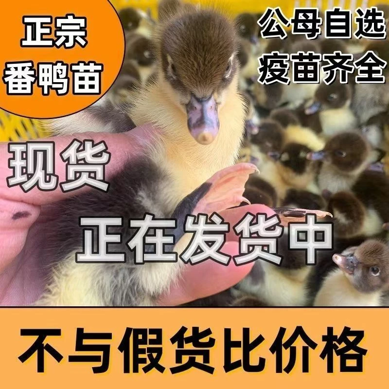 吴【直播专属】宠物鸭番鸭柯尔鸭顺丰包邮