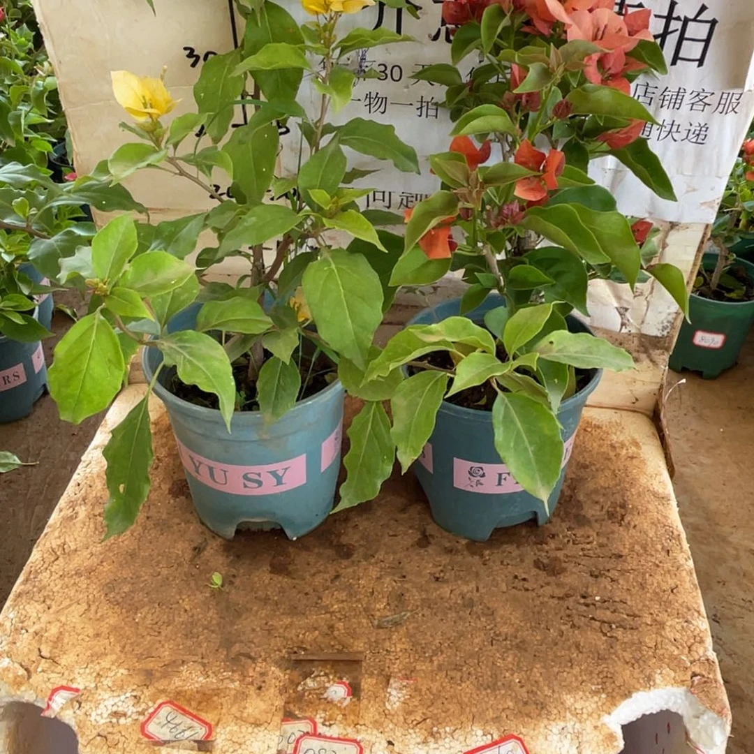 屏***、当前无花栽培后可以开花3-9576