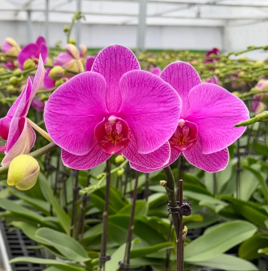 特A级蝴蝶兰（恭喜发财）精品室内花卉，花期长