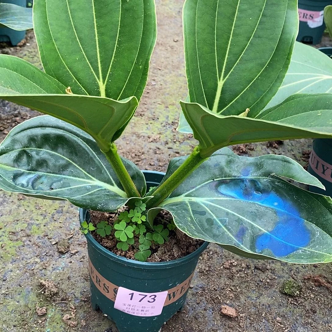 木本植物圐****）木本花卉173