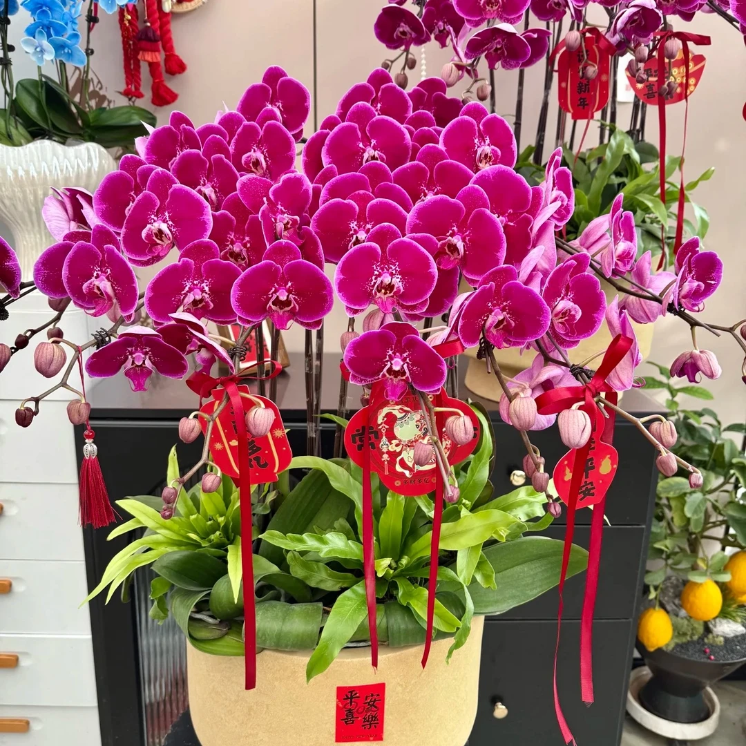 【带花剑】天后一号胡蝶兰花苗不带花2.8寸杯