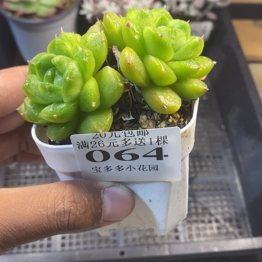 双头绿钻珍妮一物一拍满20包邮满26送一颗多肉