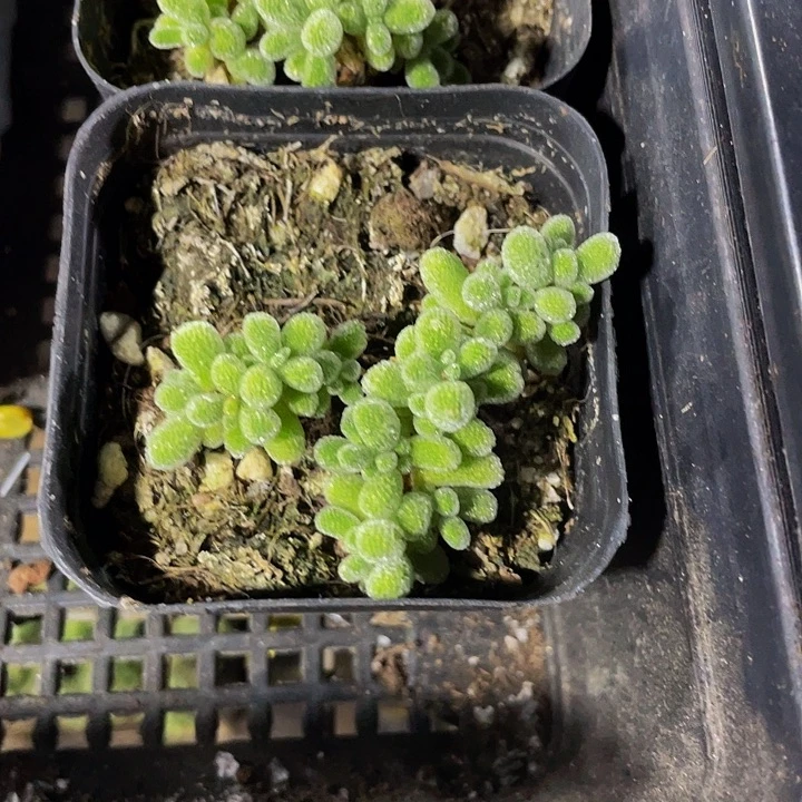 冰晶糖球带盆土发货