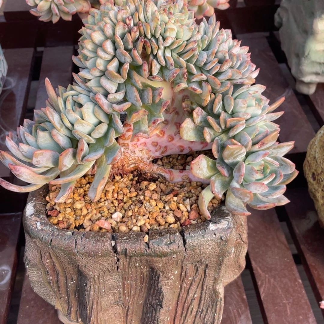 全明星17头带缀化小树