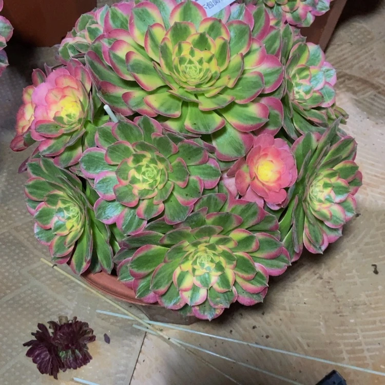【闪购商品】米*338发物流多肉